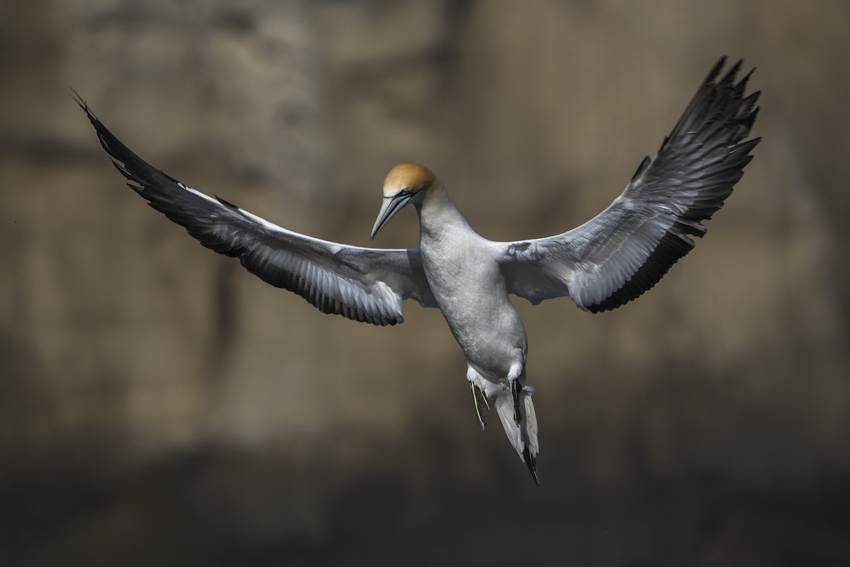 Australasian Gannet - ML642515391