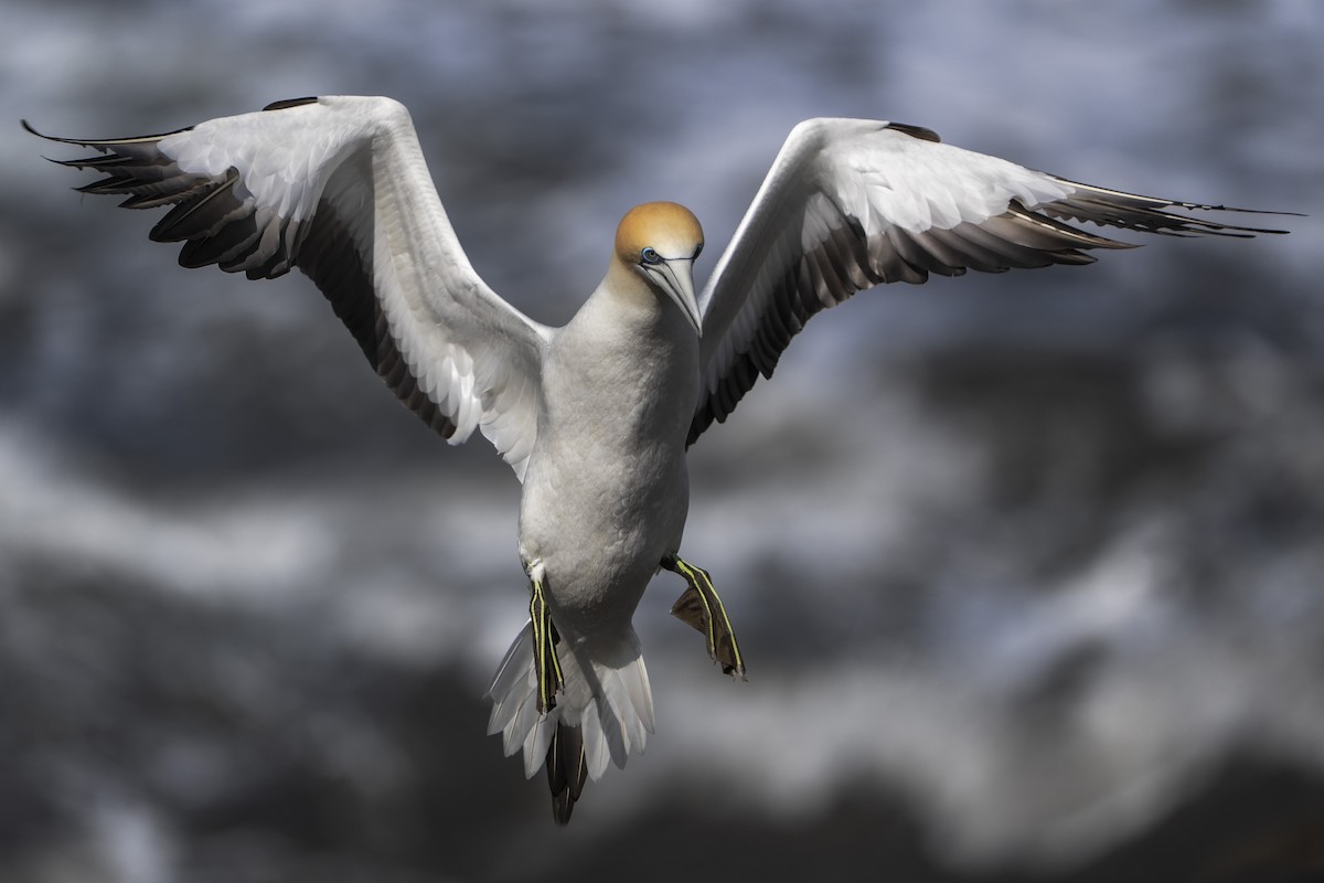 Australasian Gannet - ML642515392
