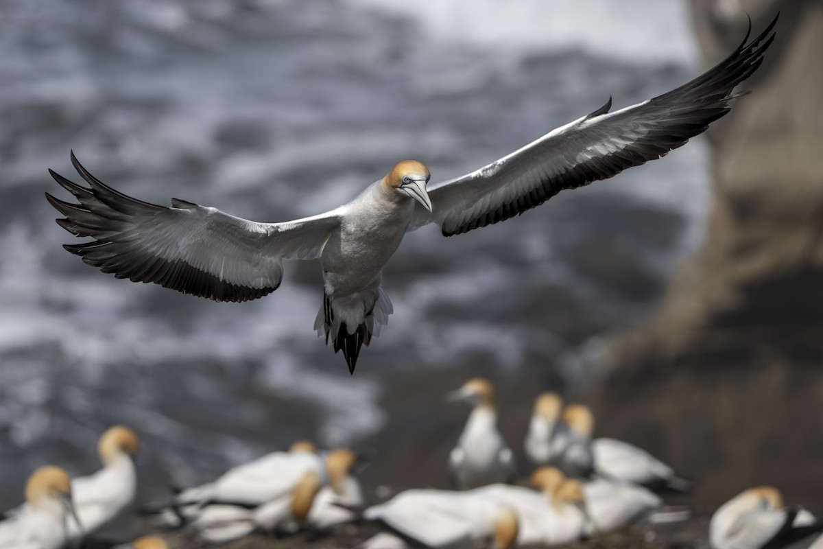 Australasian Gannet - ML642515394