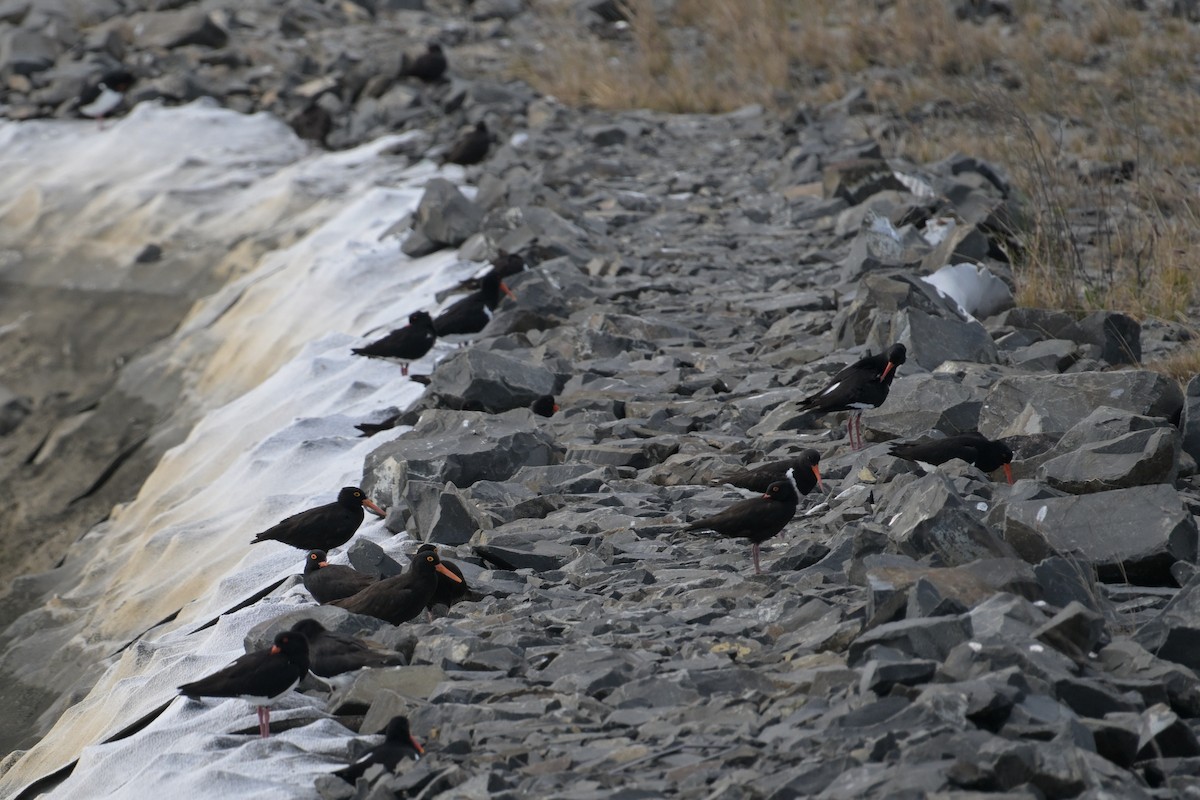 Sooty Oystercatcher - ML642515399