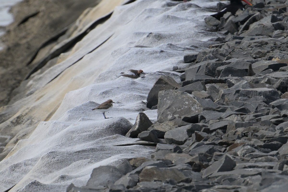 Red-capped Plover - ML642515402
