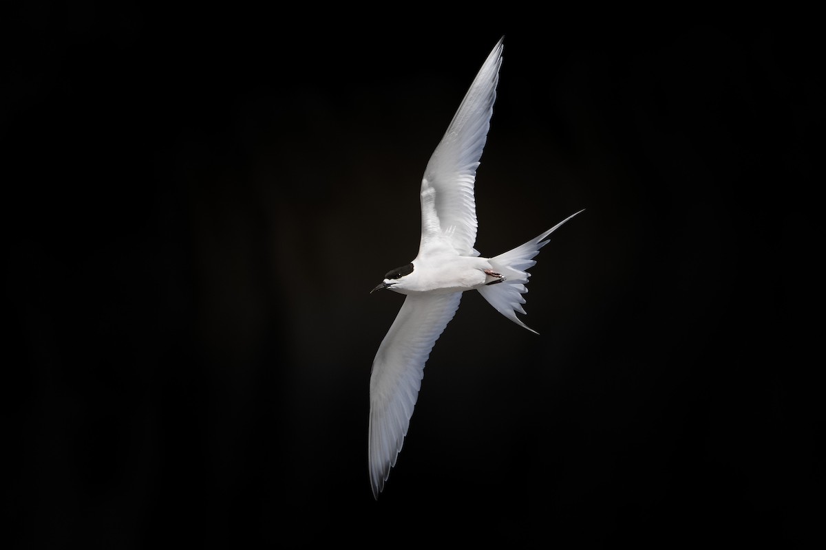 White-fronted Tern - ML642515404