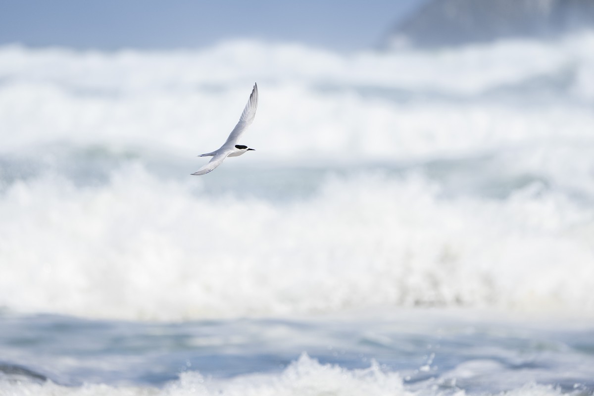 White-fronted Tern - ML642515405