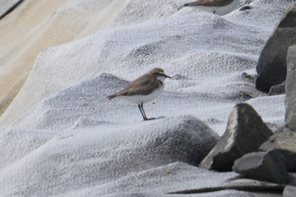 Red-capped Plover - ML642515407