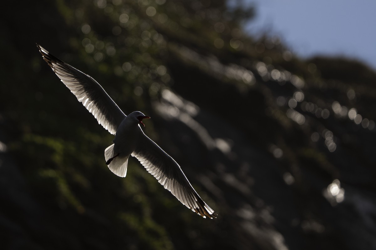 Silver Gull (Red-billed) - ML642515410