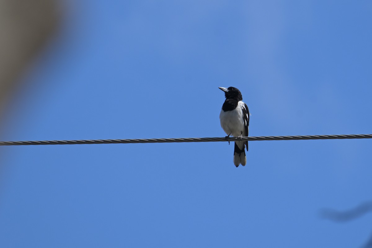 Pied Butcherbird - ML642515411