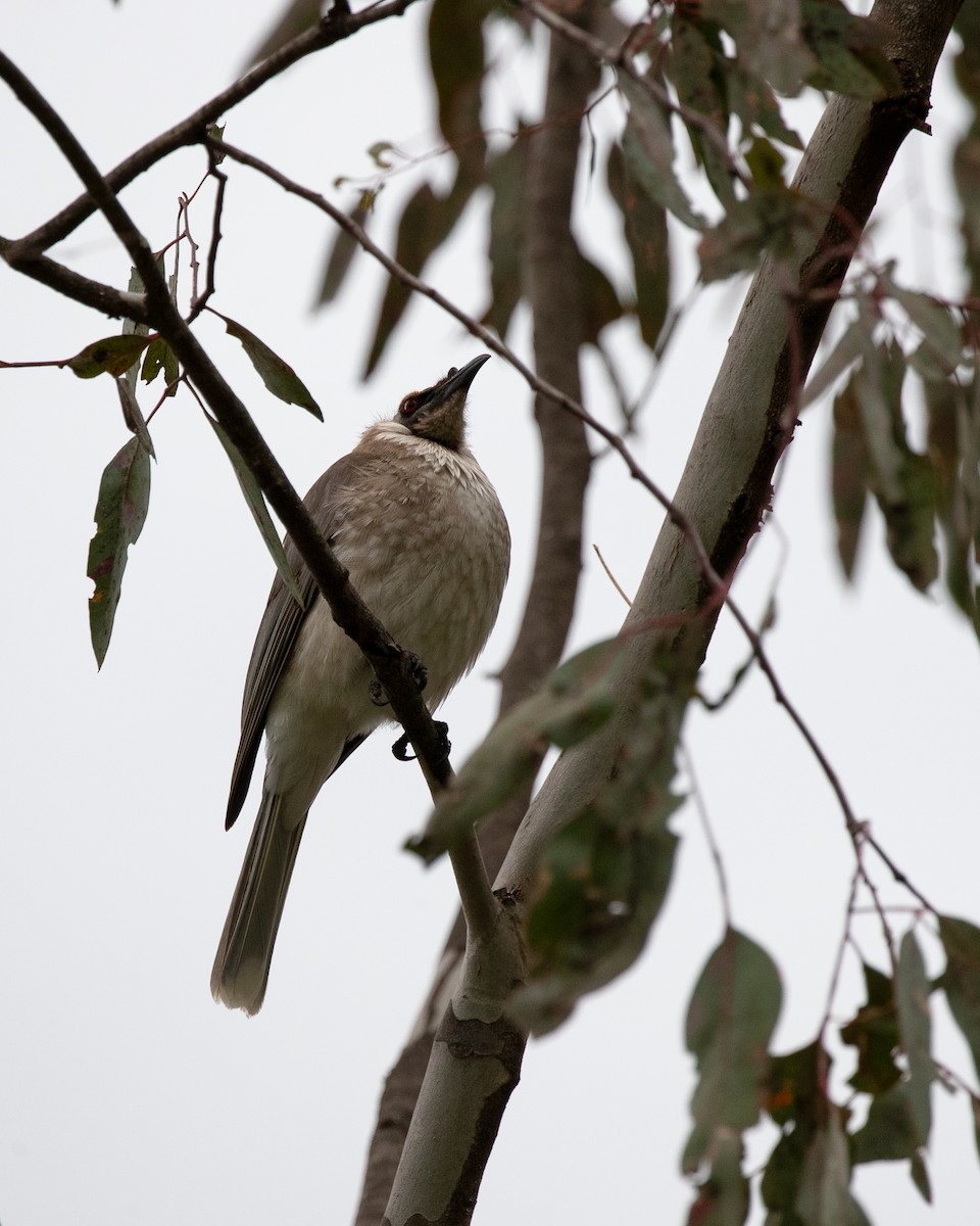 Noisy Friarbird - ML642515420