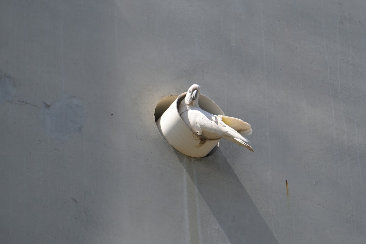 Sulphur-crested Cockatoo - ML642515422