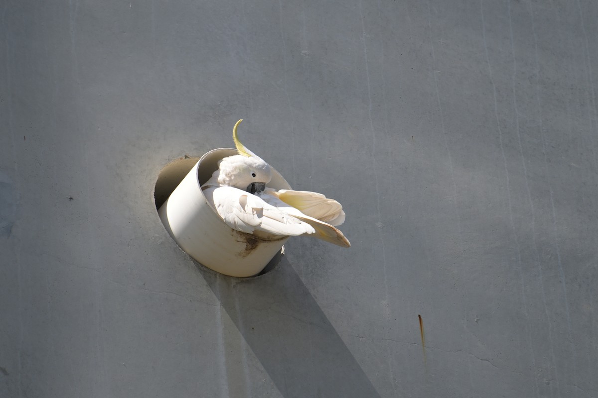 Sulphur-crested Cockatoo - ML642515423