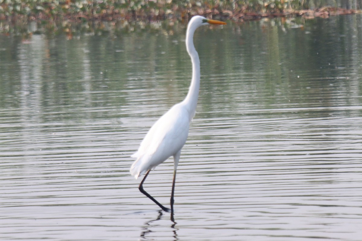 Medium Egret - ML642515461