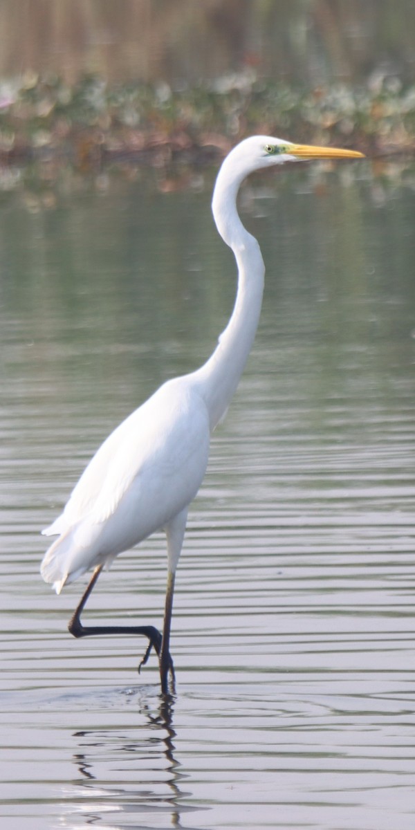 Medium Egret - ML642515462