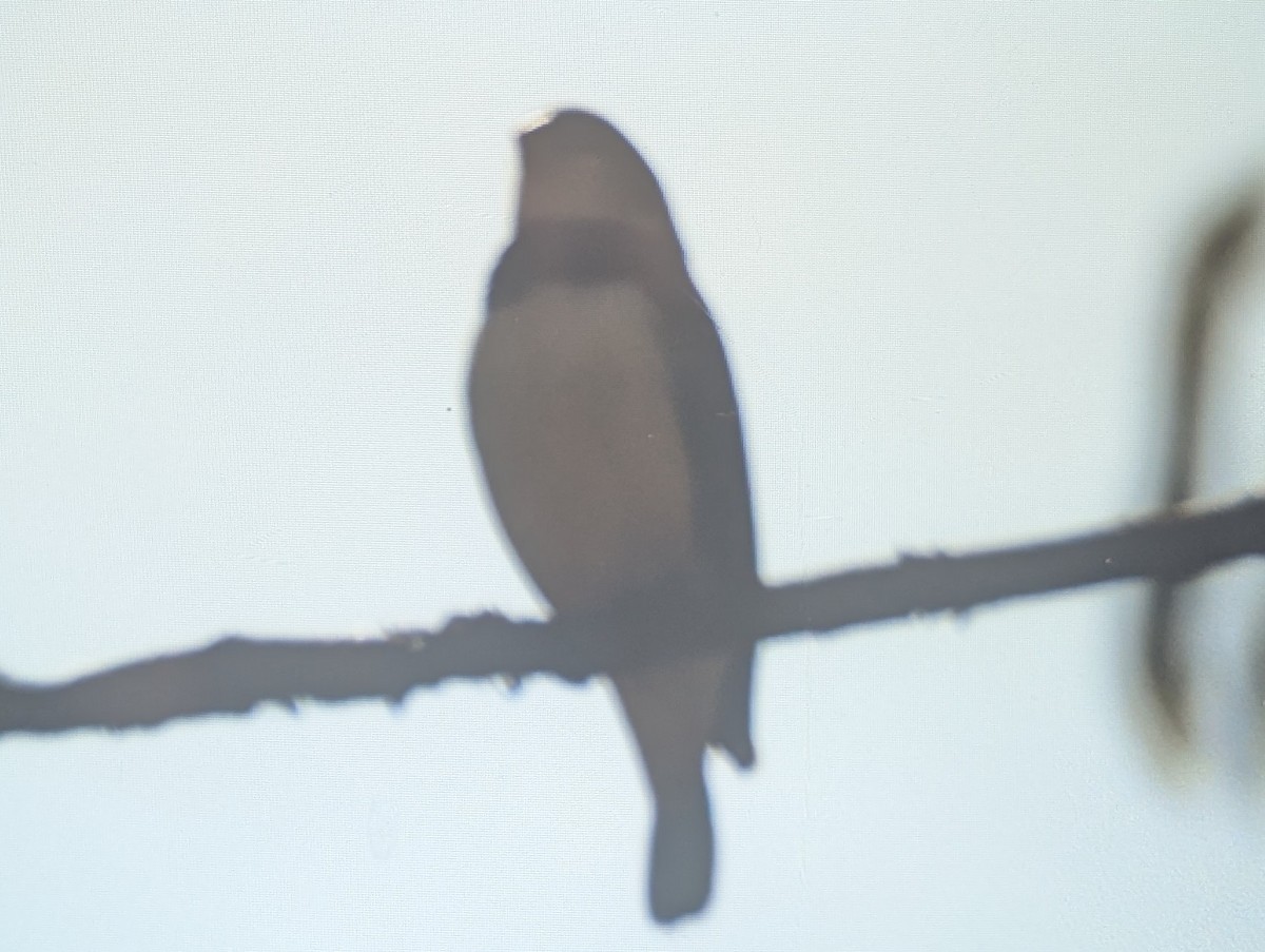 Diamond Firetail - ML642515487