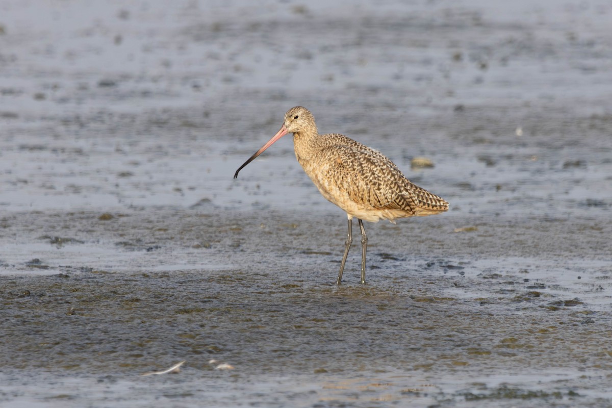 Marbled Godwit - ML642515490