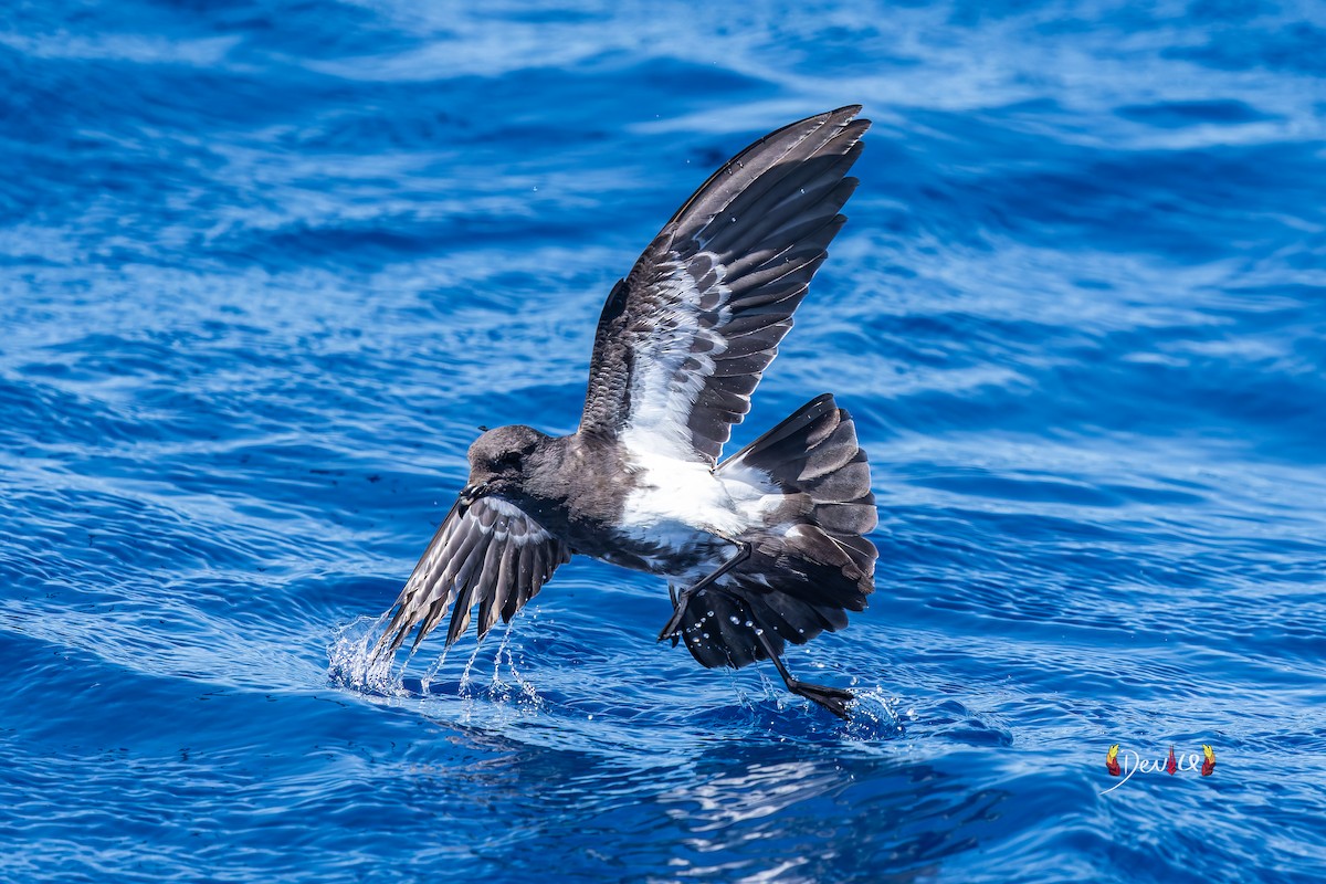 Black-bellied Storm-Petrel - ML642515517