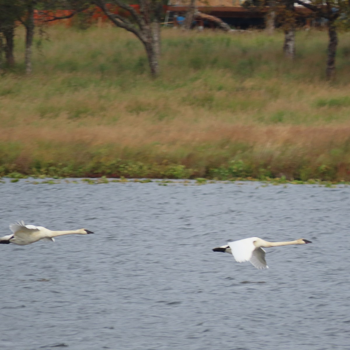 Trumpeter Swan - ML642515518