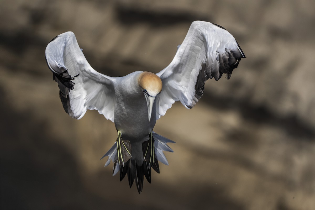 Australasian Gannet - ML642515534