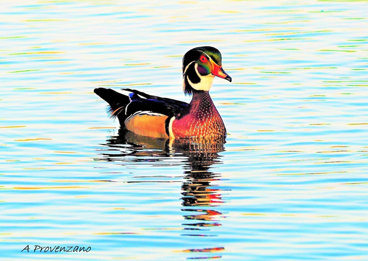Wood Duck - ML642515535