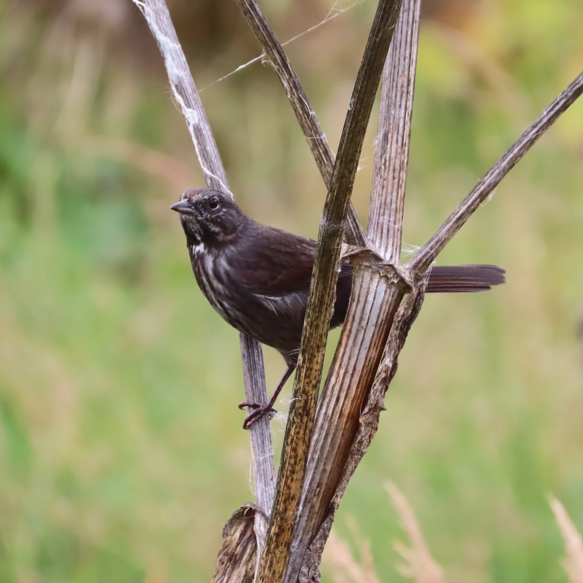 Song Sparrow - ML642515566
