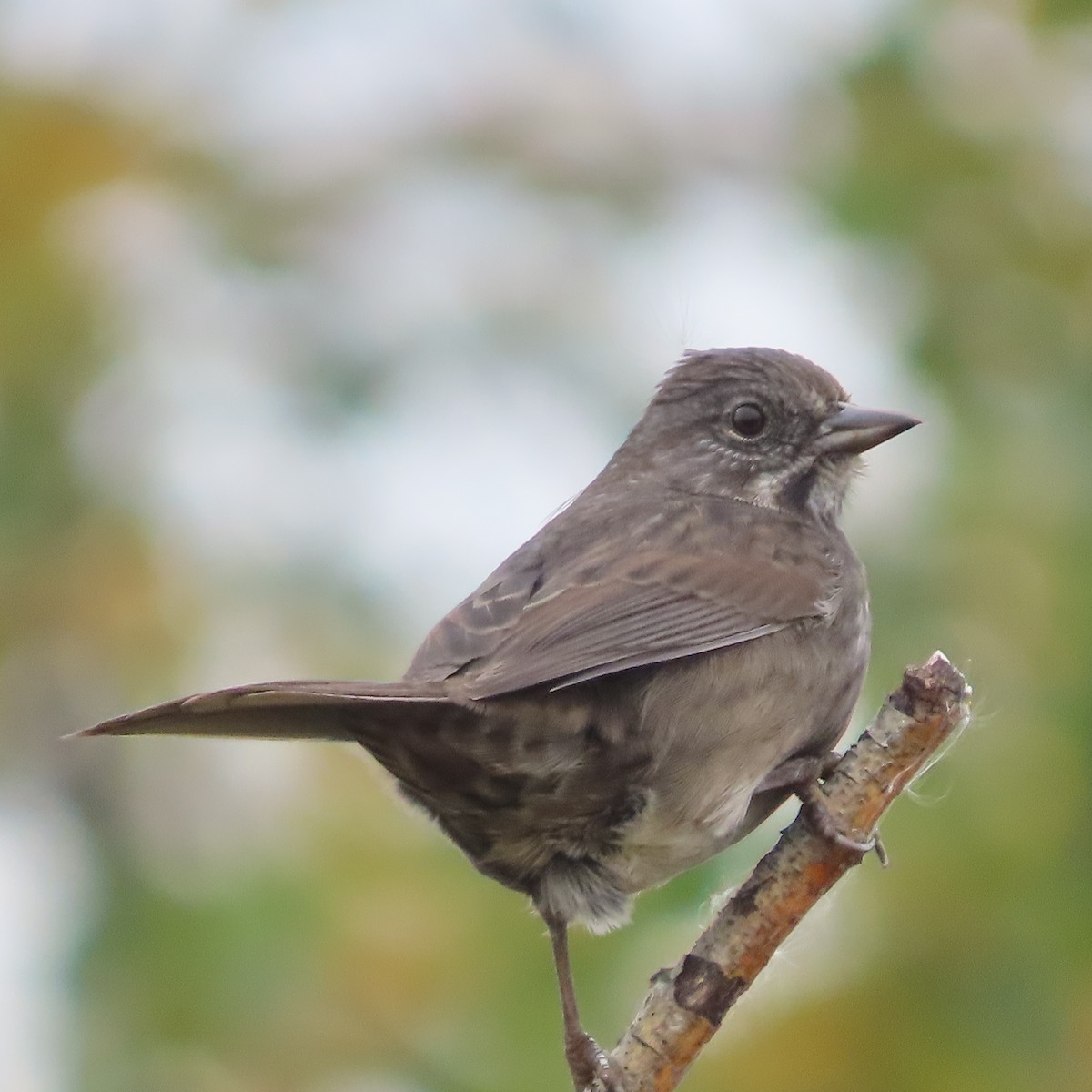 Song Sparrow - ML642515568