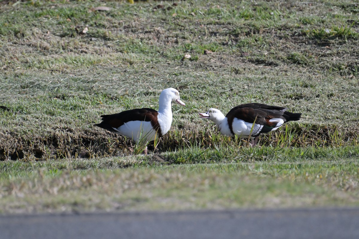 Radjah Shelduck - ML642515616