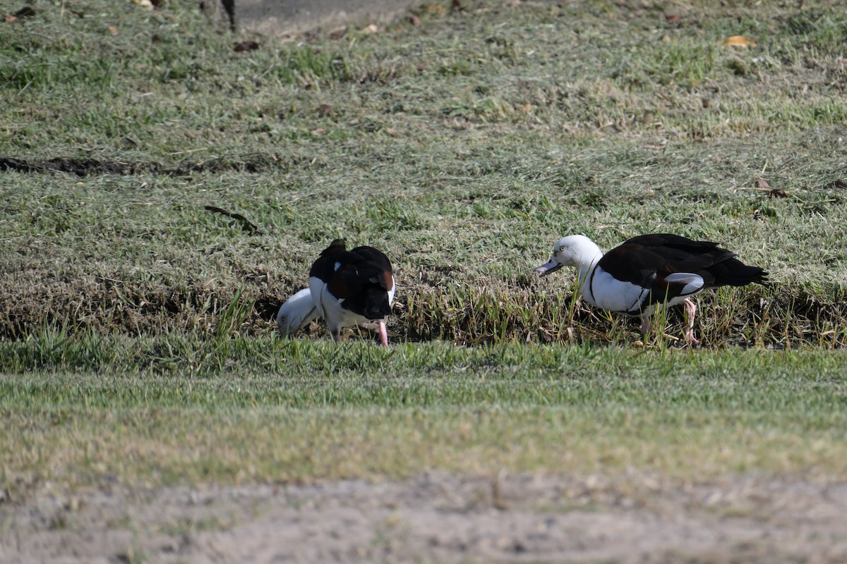 Radjah Shelduck - ML642515619
