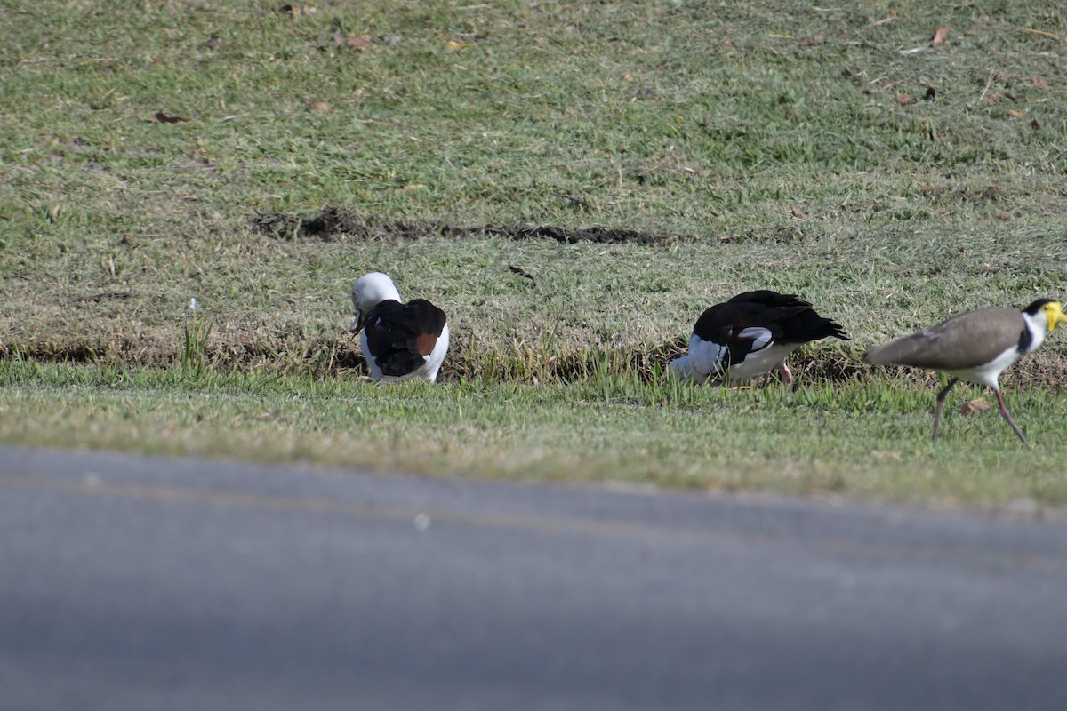 Radjah Shelduck - ML642515622