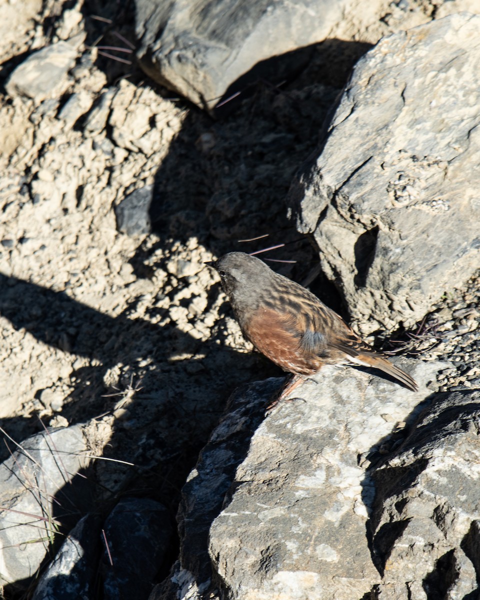 Alpine Accentor - ML642515641