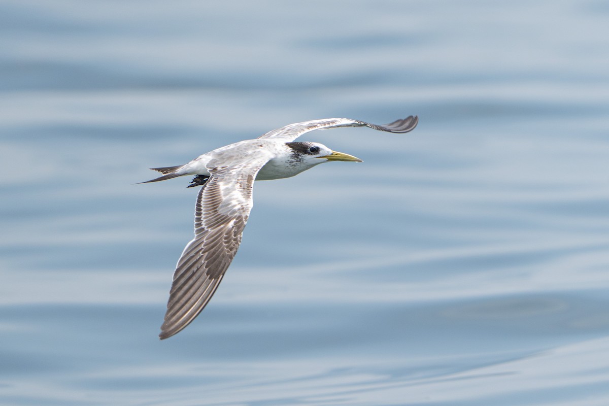Great Crested Tern - ML642515645