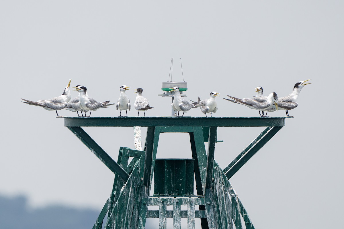 Great Crested Tern - ML642515646