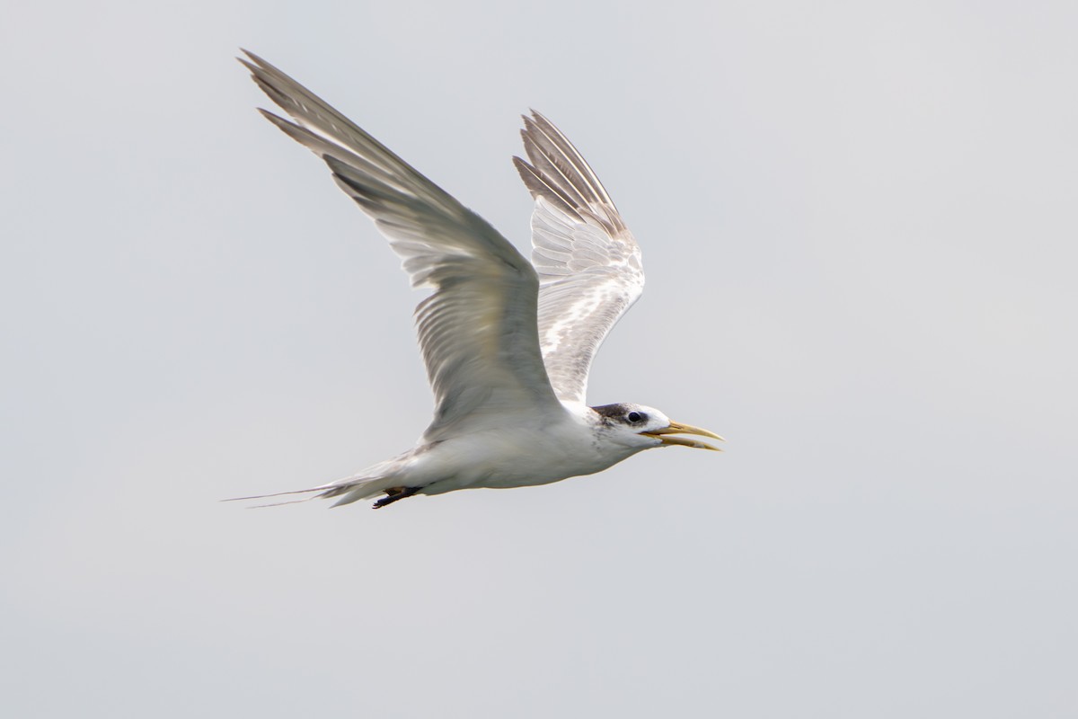 Great Crested Tern - ML642515647