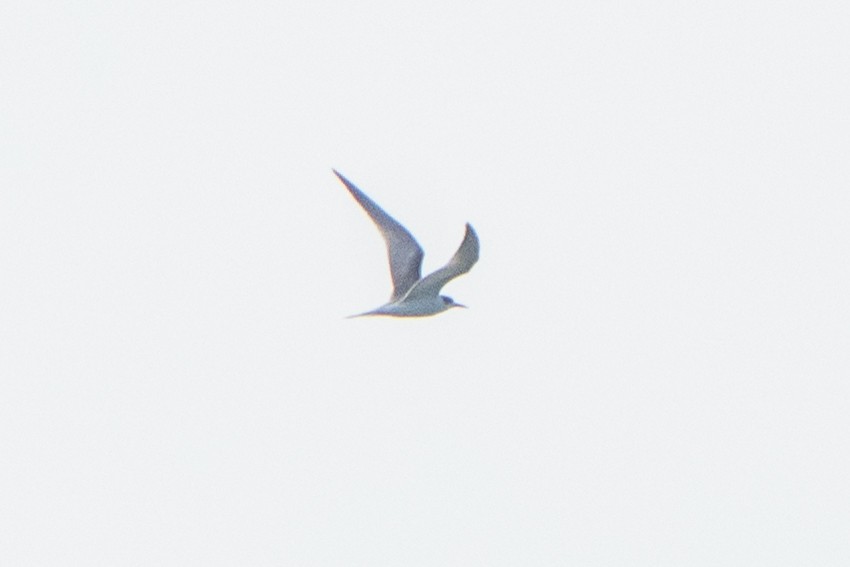Common Tern - ML642515657