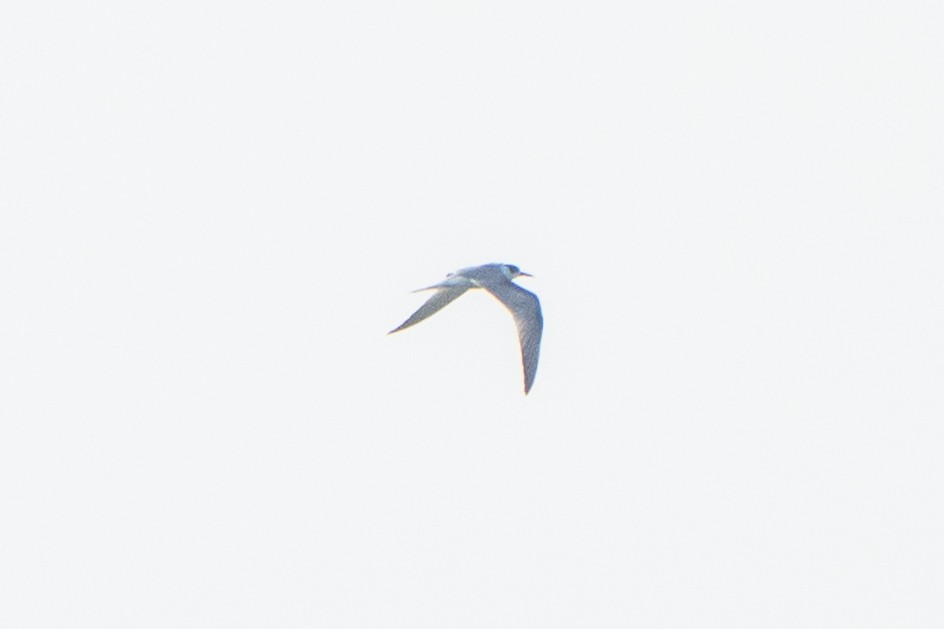 Common Tern - ML642515658