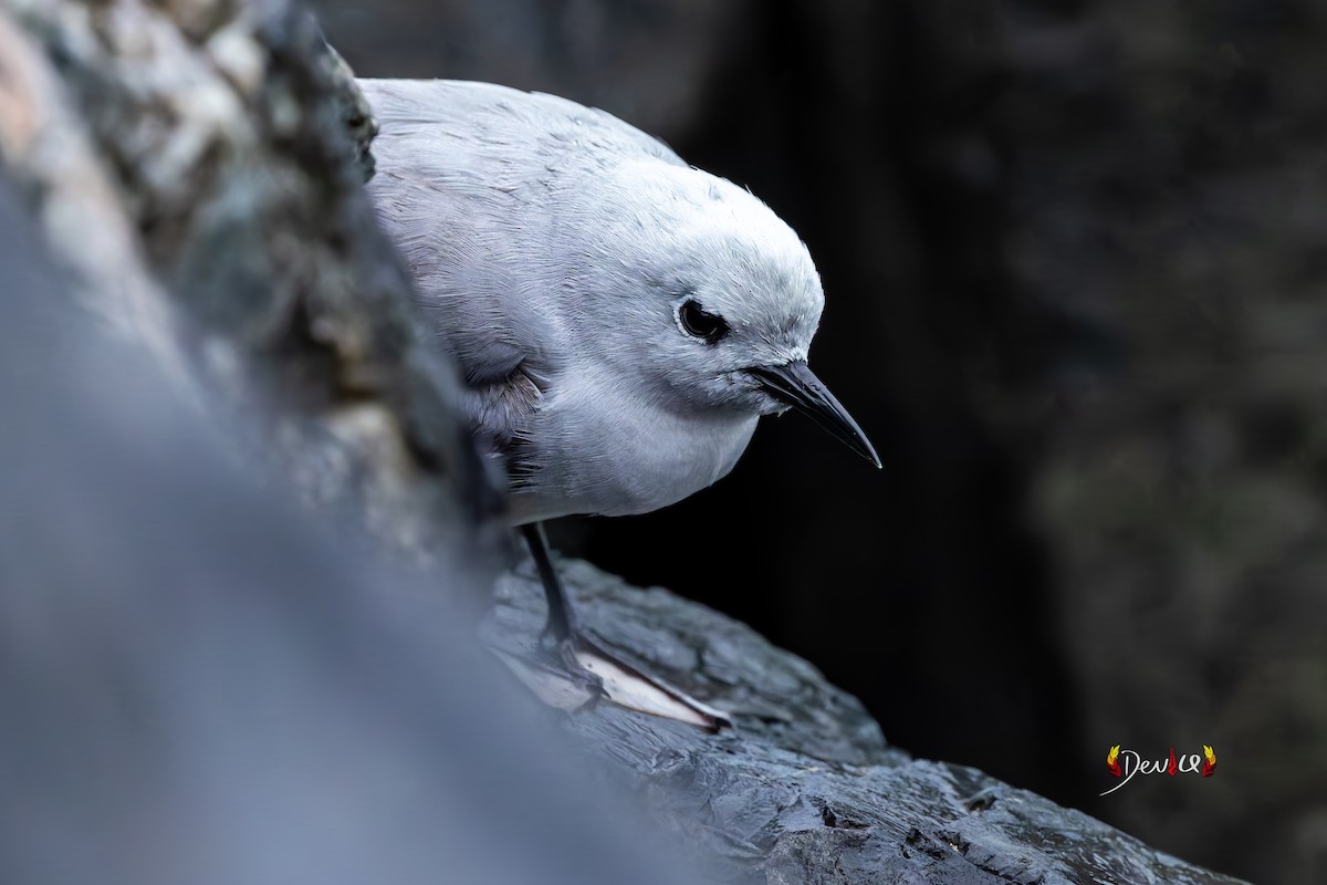 Gray Noddy - ML642515690