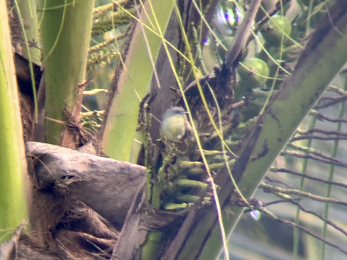 Pin-striped Tit-Babbler - ML642515753