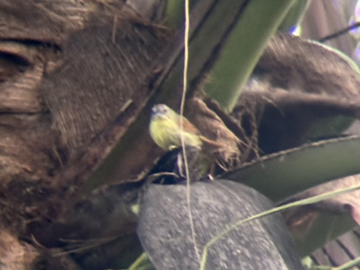 Pin-striped Tit-Babbler - ML642515754