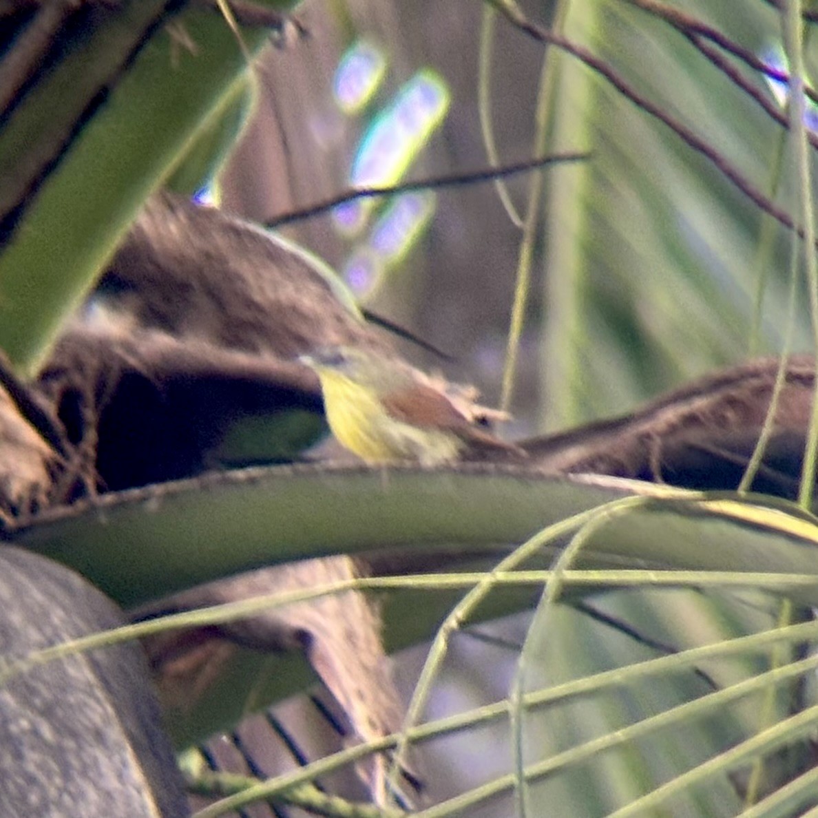 Pin-striped Tit-Babbler - ML642515755