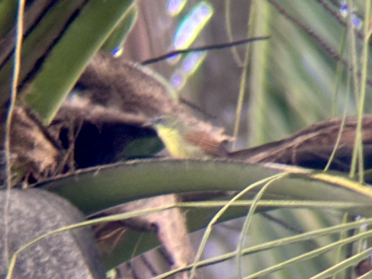 Pin-striped Tit-Babbler - ML642515756