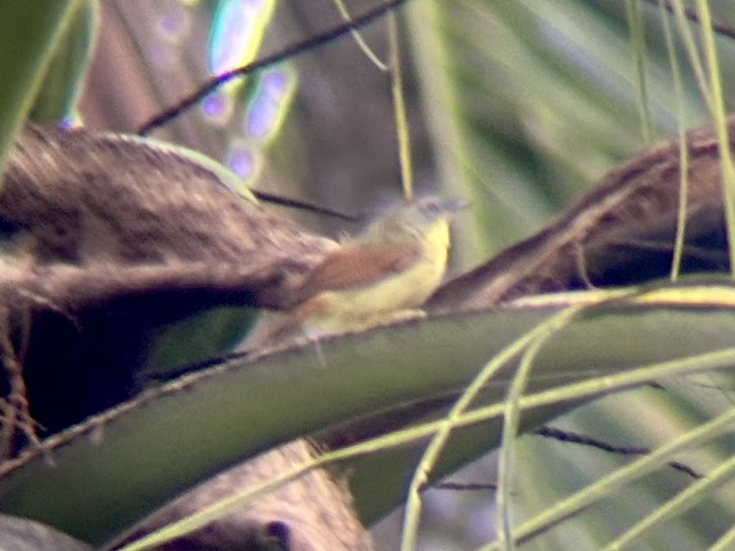 Pin-striped Tit-Babbler - ML642515758