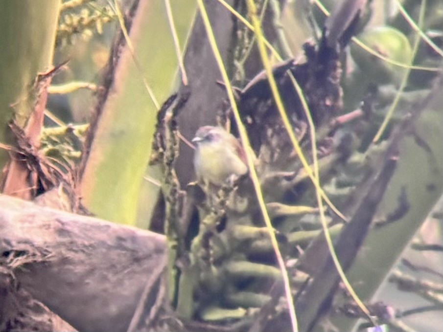 Pin-striped Tit-Babbler - ML642515759
