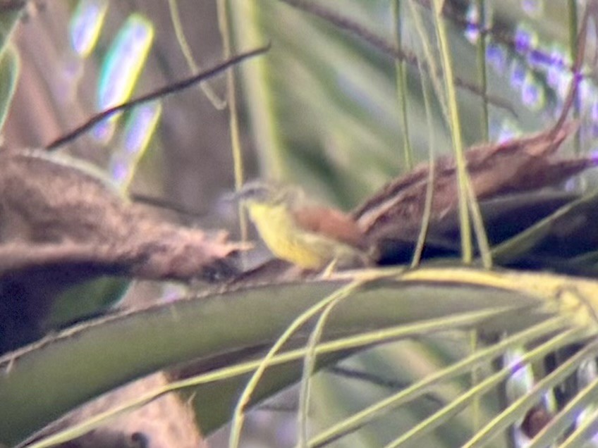 Pin-striped Tit-Babbler - ML642515760