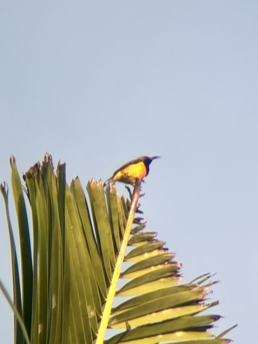 Palawan Sunbird - ML642515770