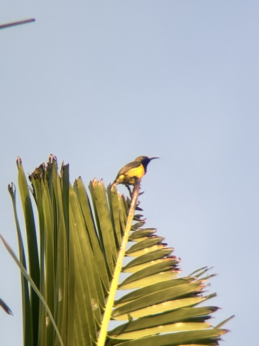 Palawan Sunbird - ML642515771