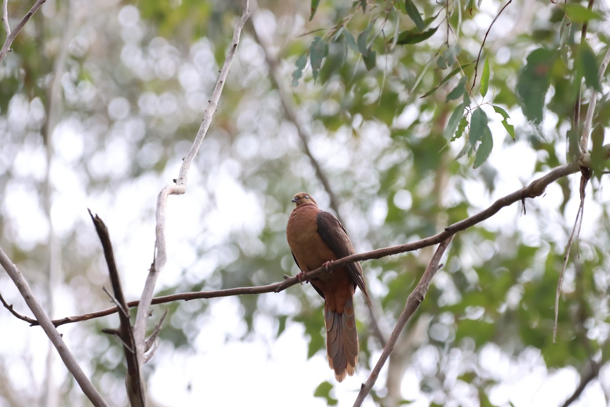 Brown Cuckoo-Dove - ML642515773