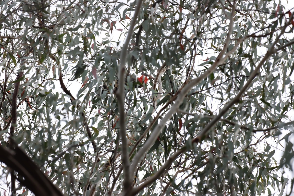 Gang-gang Cockatoo - ML642515778
