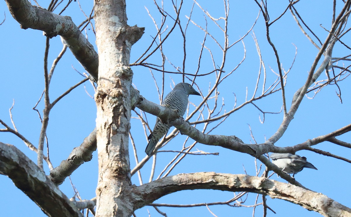 Bar-bellied Cuckooshrike - ML642515783
