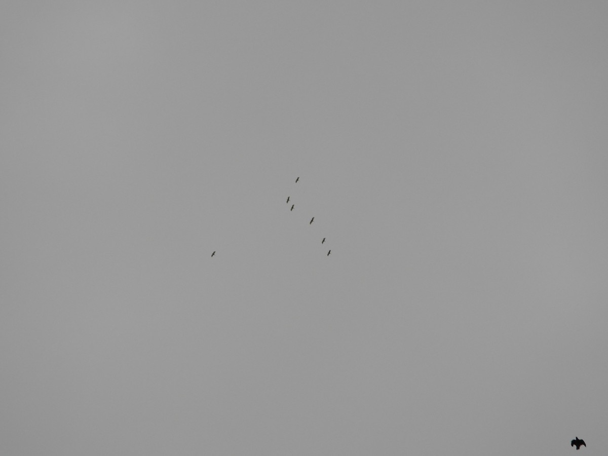 Ardea/Egretta sp. - ML642515795
