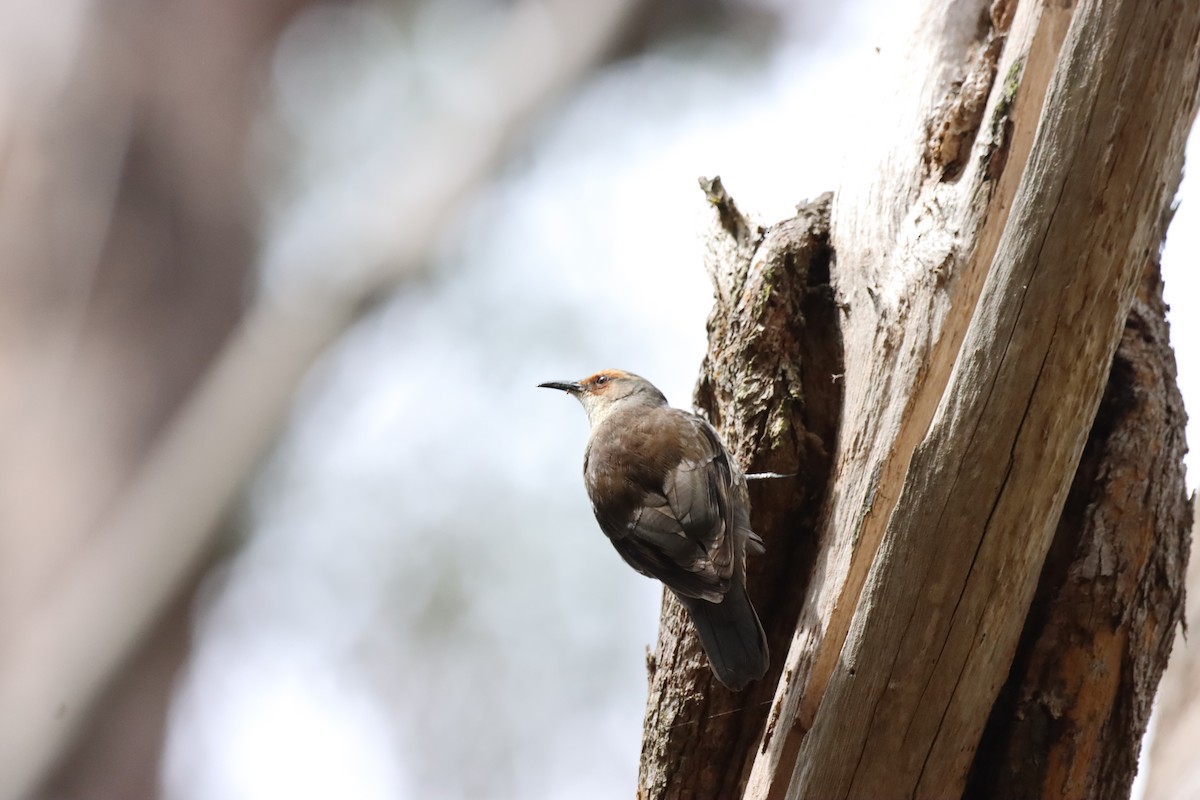 Red-browed Treecreeper - ML642515801