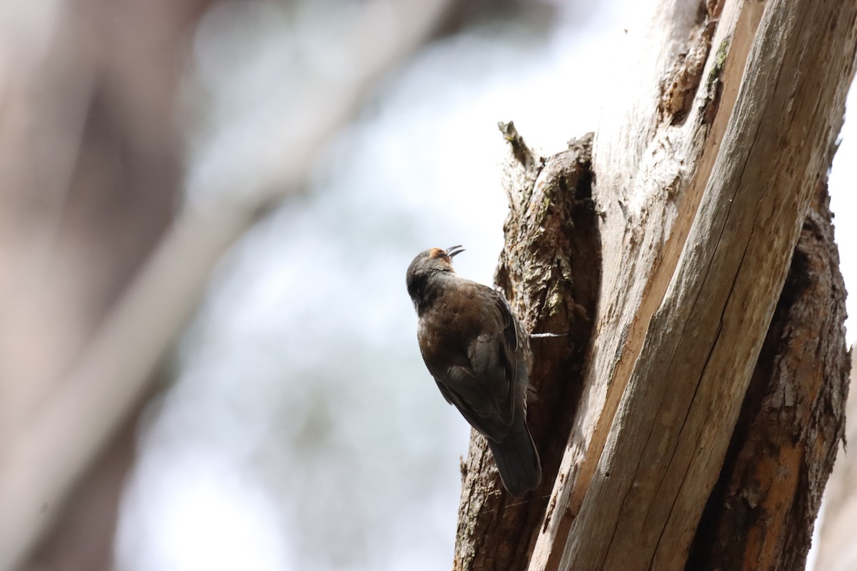 Red-browed Treecreeper - ML642515802