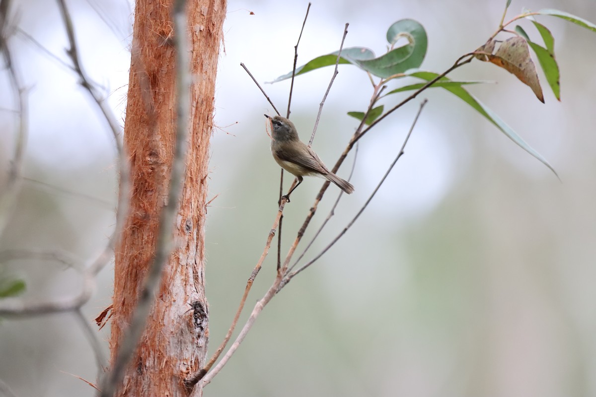 Brown Gerygone - ML642515807