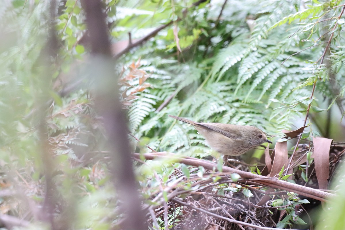 Brown Thornbill - ML642515814